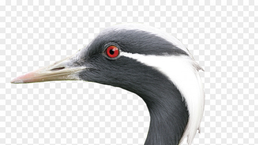 Water Bird Earth Neck Soil PNG