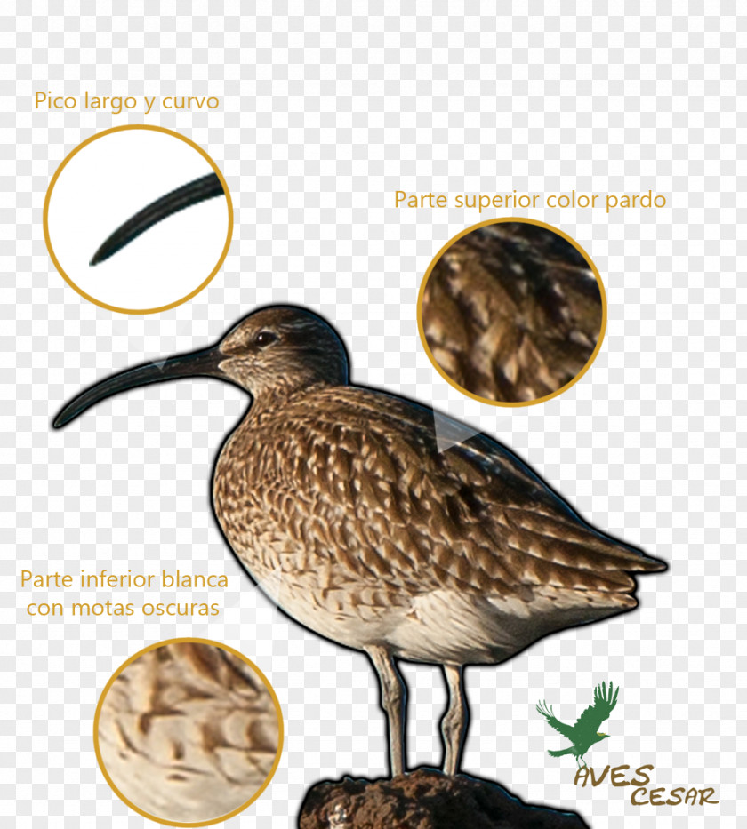 Bird Sandpiper Snipe Advertising Beak PNG