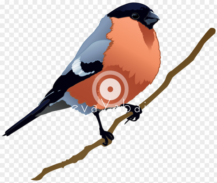 Bullfinch Bird Beak Clip Art PNG