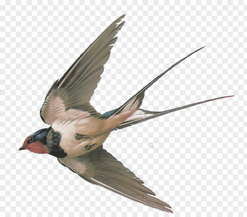 Sparrow Hummingbird American Cliff Swallow Columbidae PNG