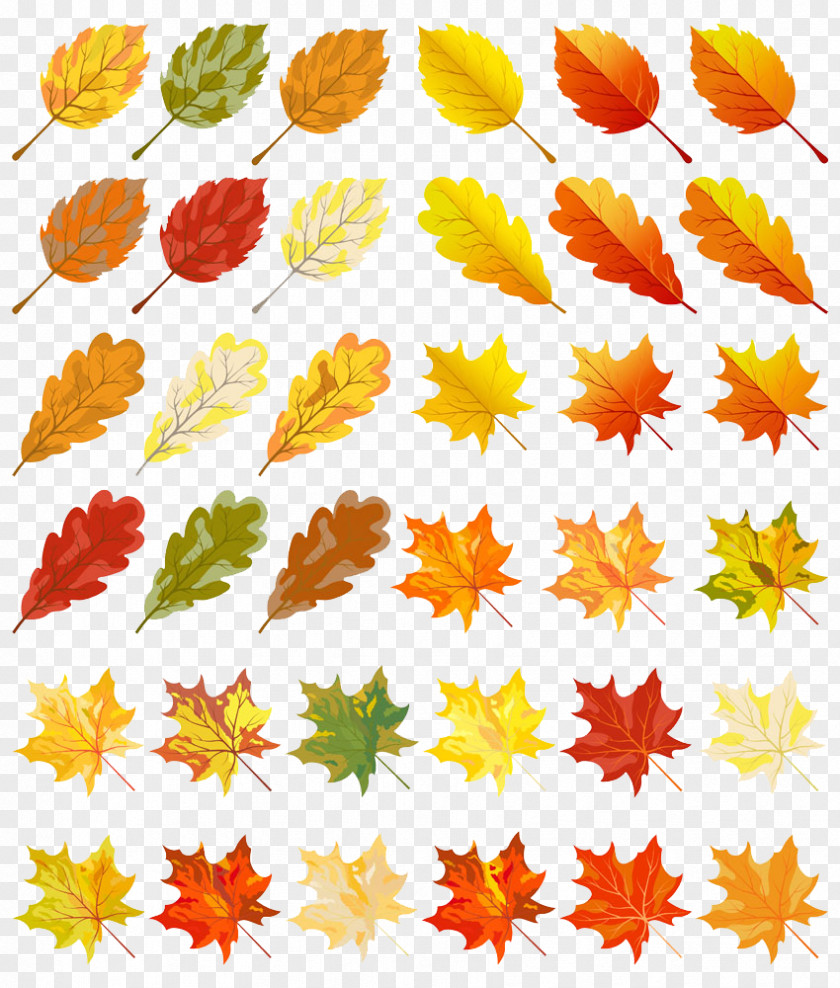 A Group Of Autumn Leaves Leaf Color Clip Art PNG