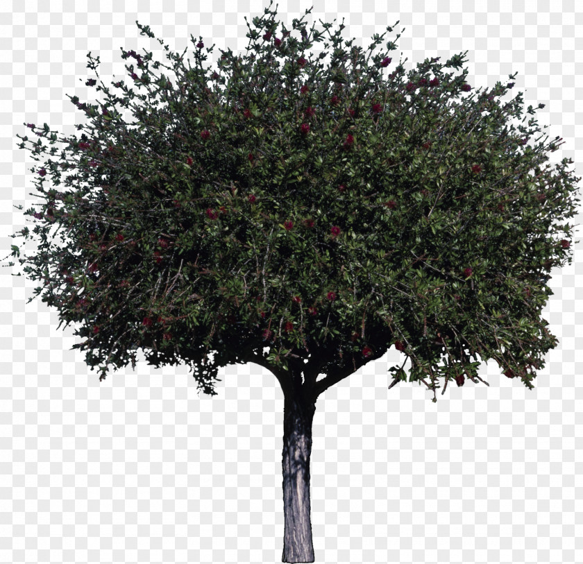Bush Tree Woody Plant Melaleuca Citrina Shrub PNG