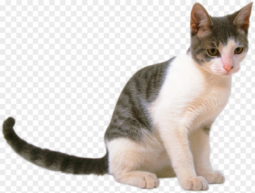 Cats Cat Kitten Pet Shop PNG