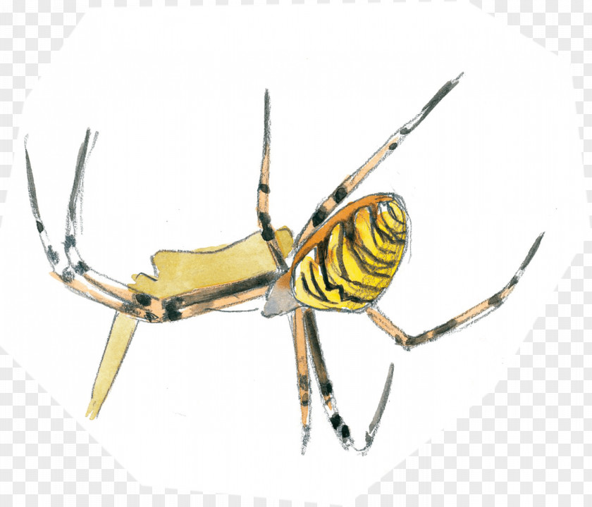 Insect Pest Arachnid Membrane PNG