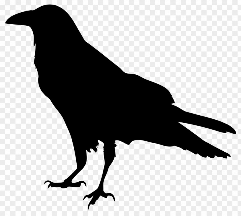 Carrion Crow American Common Raven Silhouette Drawing PNG