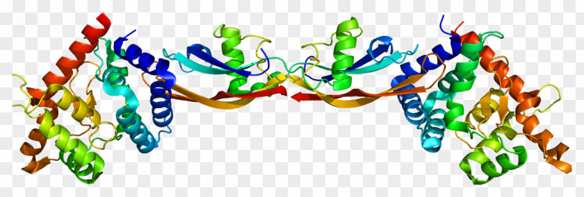 GFRA3 Artemin Protein Clip Art PNG
