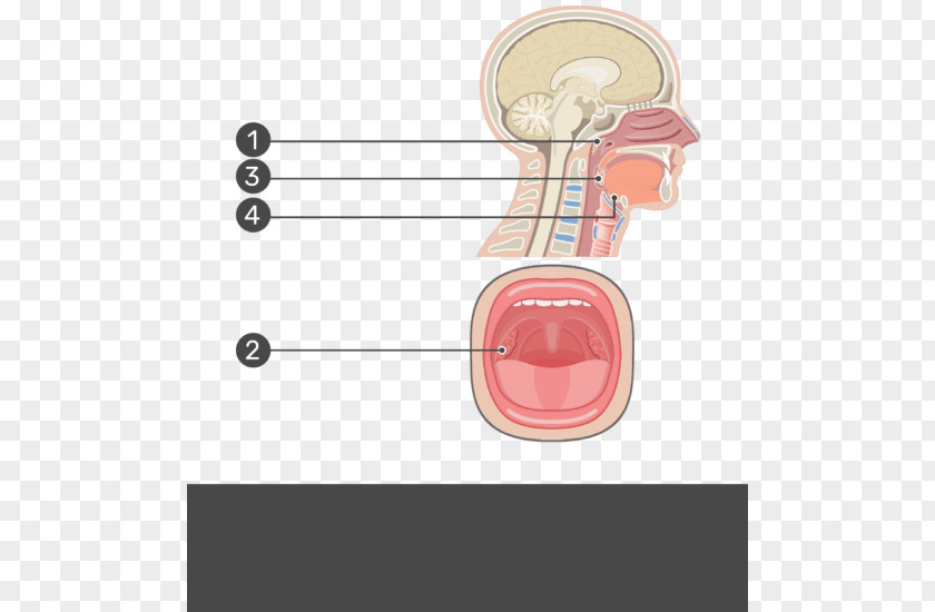 Nasal Epithelial Cells Adenoid Palatine Tonsil Pharynx Anatomy PNG