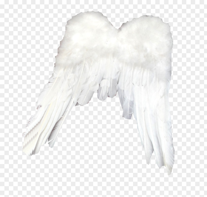 Simple White Feathers Feather Light PNG