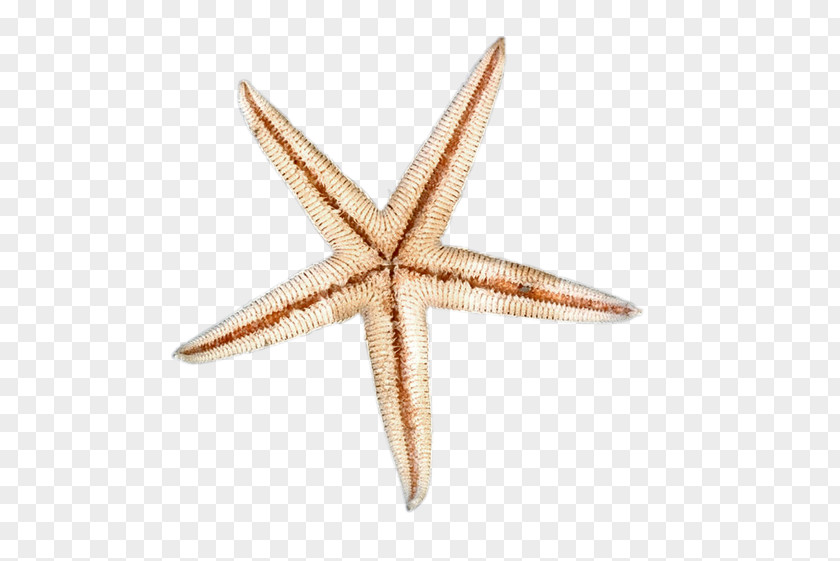 Starfish Seabed PNG