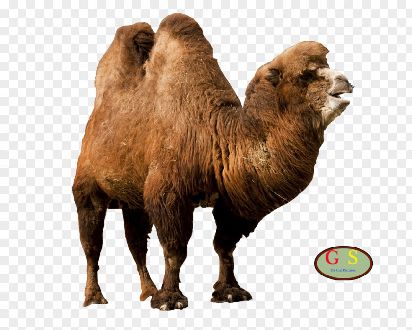 Dromedary Bactrian Camel Terrestrial Animal Konijnenhok PNG