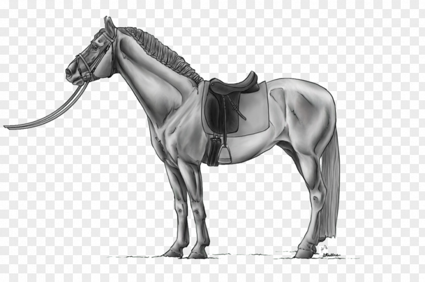 Horse Mane Stallion Pony Rein PNG