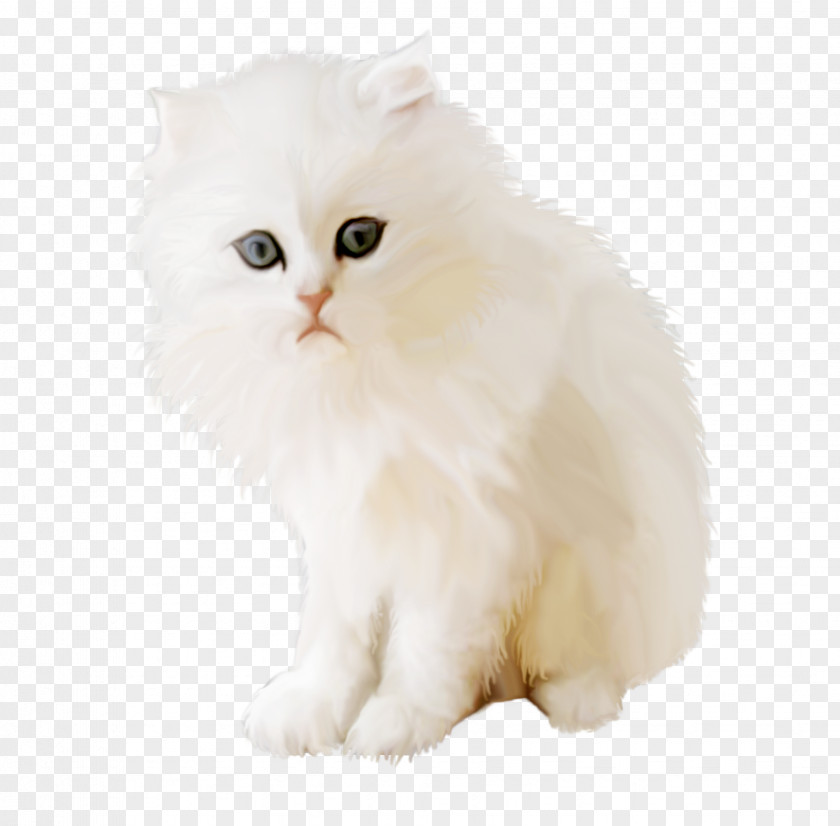 Kitten Persian Cat British Semi-longhair Asian Minuet PNG