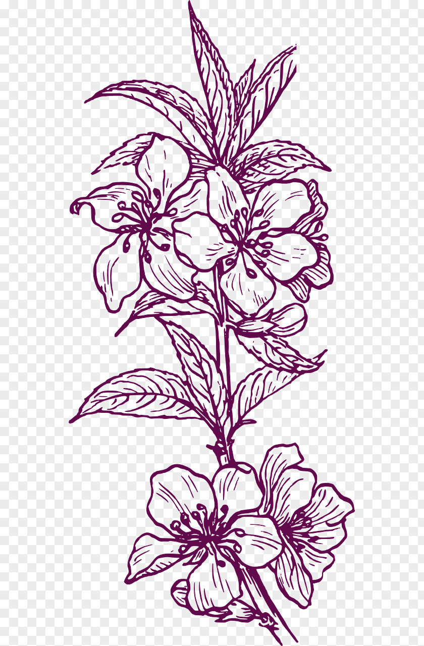 Plant Floral Design Drawing Clip Art PNG