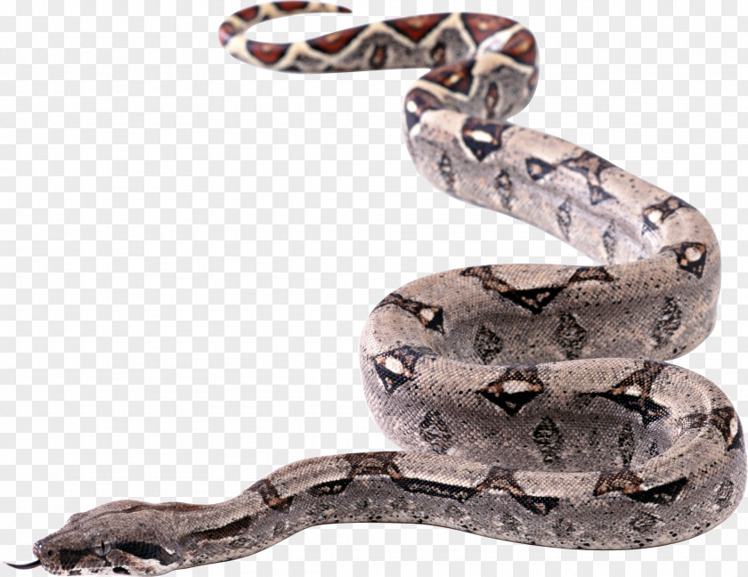 Snake Image Picture Download Free Snakes PNG