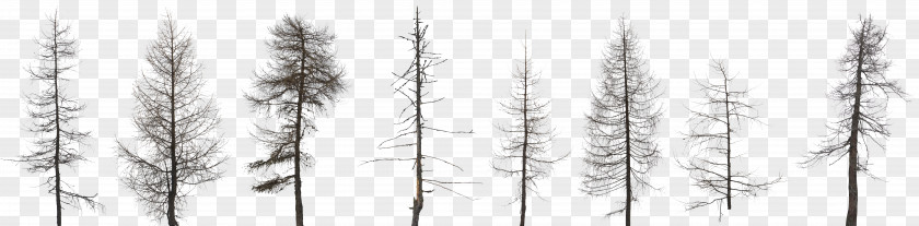 Tree Fir Pine Forest Conifers PNG
