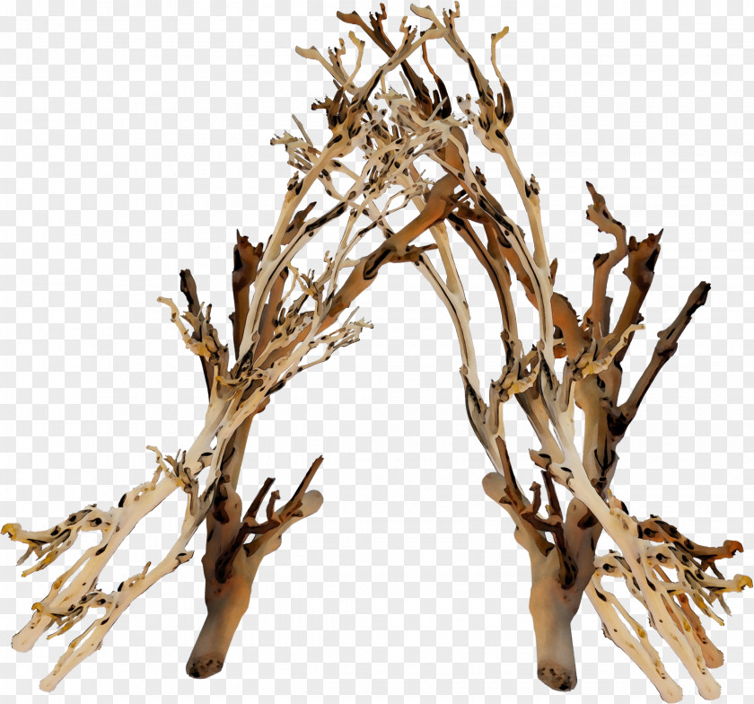 Branch Twig Tree Plant Woody PNG