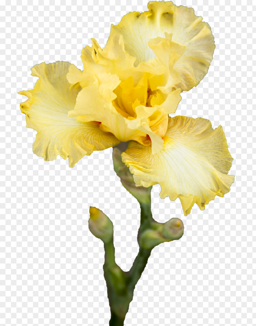 Iris Yellow Pseudacorus Cut Flowers Plant Stem PNG