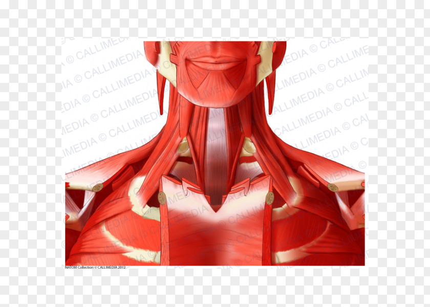Neck Muscle Anterior Triangle Of The Deltoid Head And Anatomy PNG