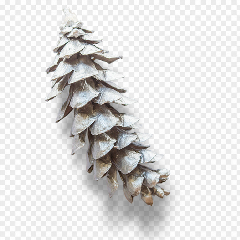 Silver Pine Cones Eastern White Conifer Cone Branch PNG