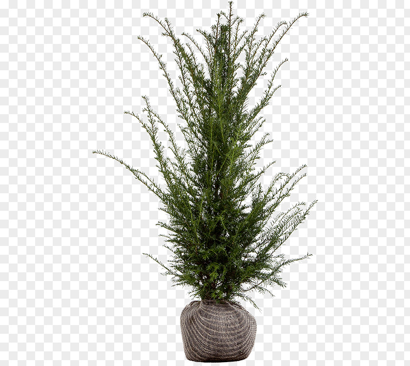 Taxus Baccata English Yew Evergreen Spruce Fir Shrub PNG