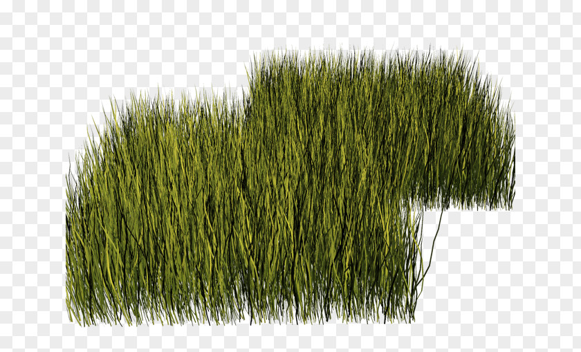 Tree Lawn Herbaceous Plant Meadow Vegetation PNG