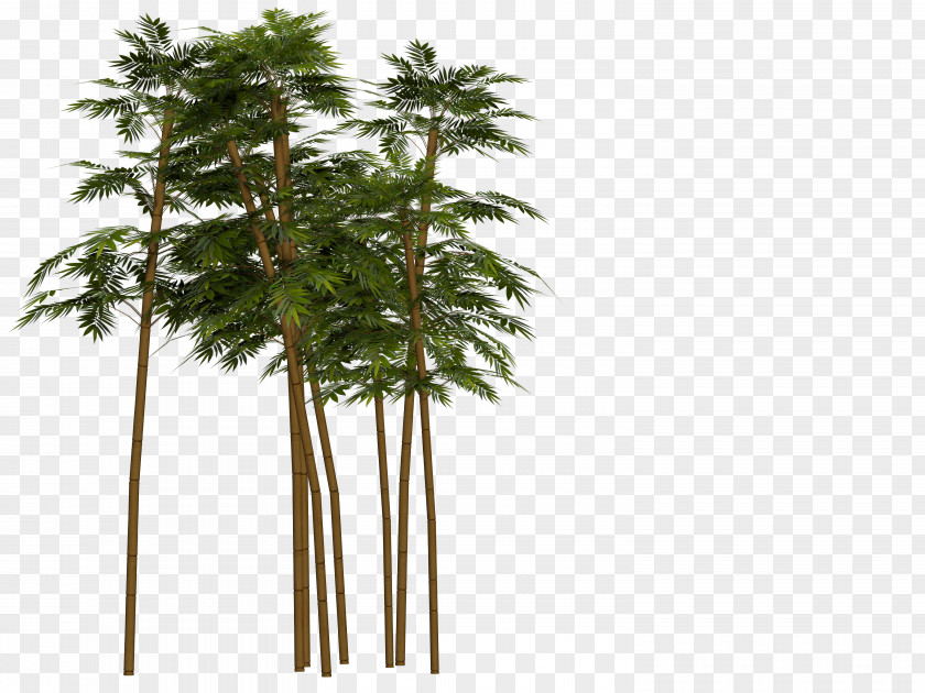 Bamboo Tropical Woody Bamboos Image Stock.xchng PNG