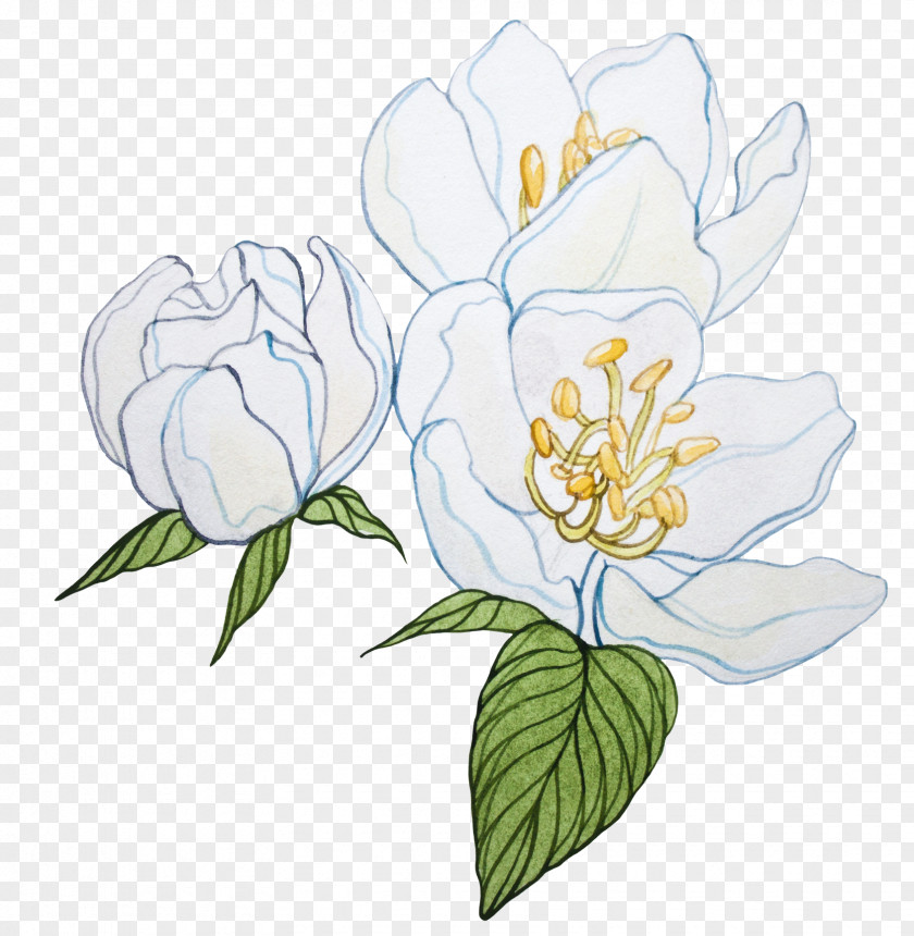 Blue Watercolor Flower Cut Flowers Tulip Plant Stem Floral Design PNG