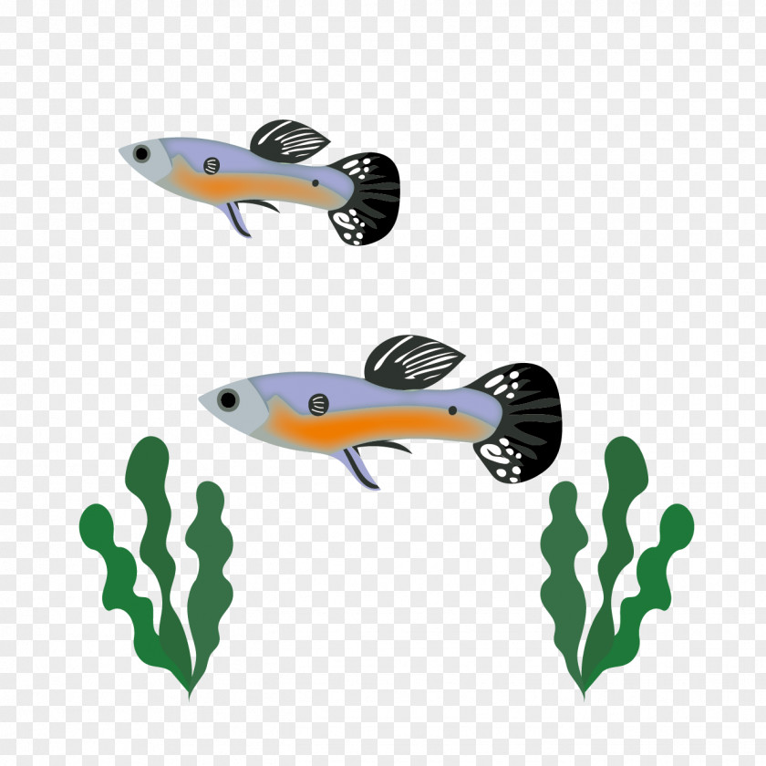 Design Fish Clip Art PNG