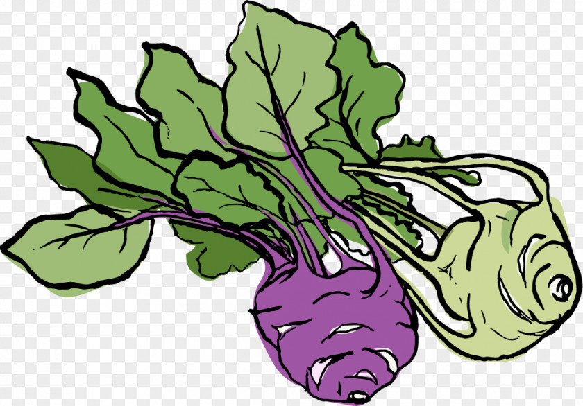 Fig Carrot Autumn Leaf Vegetable Summer PNG