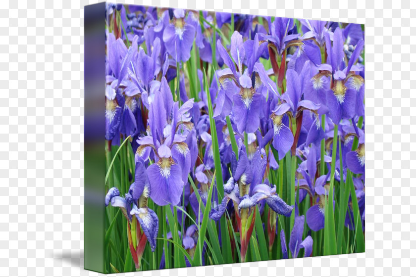 Flower Northern Blue Flag Sweet Iris Data Set Garden PNG