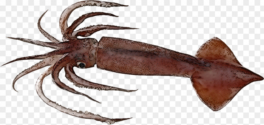 Giant Squid Pacific Octopus Seafood Animal Figure PNG