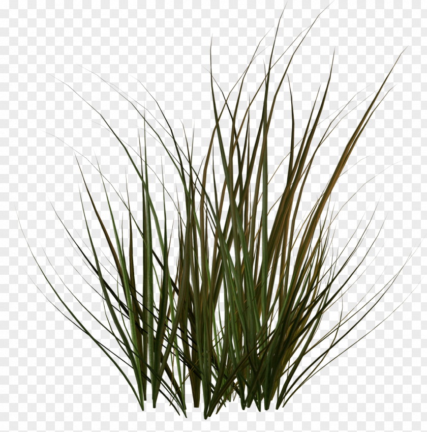 Grass Clip Art PNG