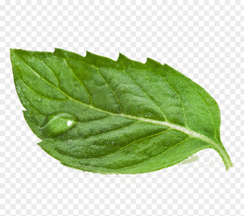 Herb Plant Leaf Flower PNG