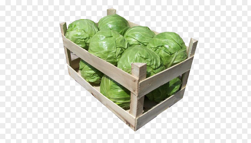 A Variety Of Chinese Cabbage Romaine Lettuce Brussels Sprout Spring Greens Cruciferous Vegetables PNG