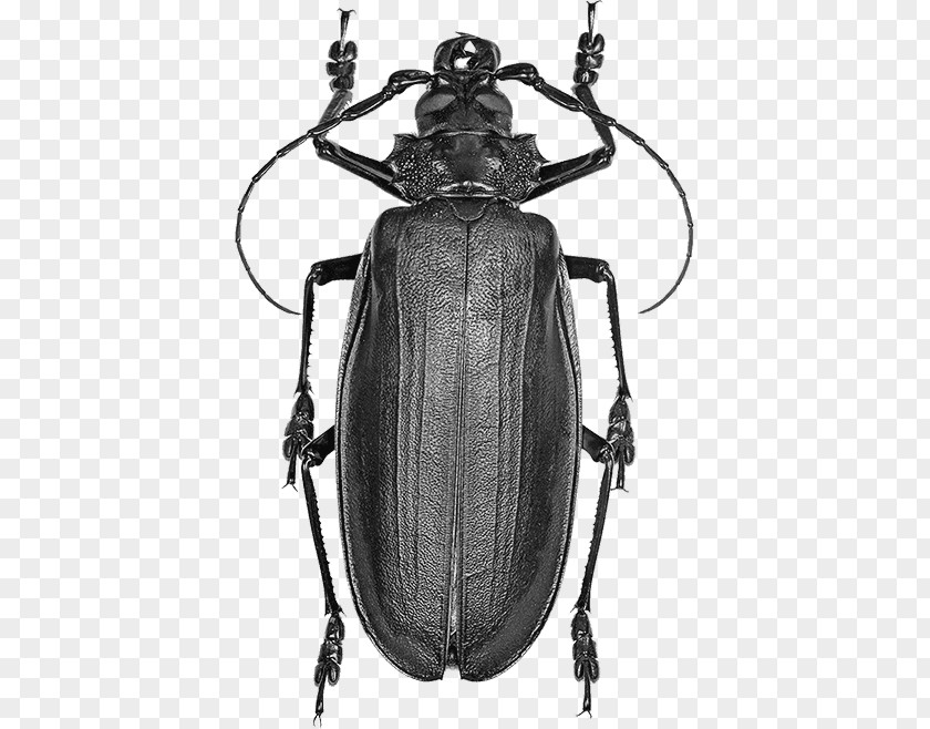 Beetle Titan Hercules Licinus Fly PNG