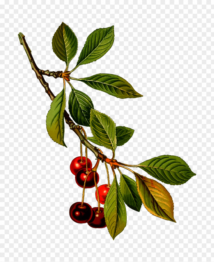 Cherry Tree Branch Sour Manhattan Sweet Prunus Fruticosa Kxf6hlers Medicinal Plants PNG
