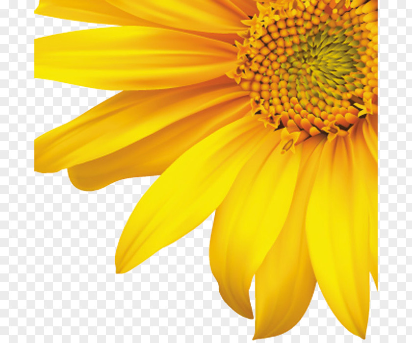 Decorative Corners Sunflower Sunflowers Common Royalty-free Clip Art PNG