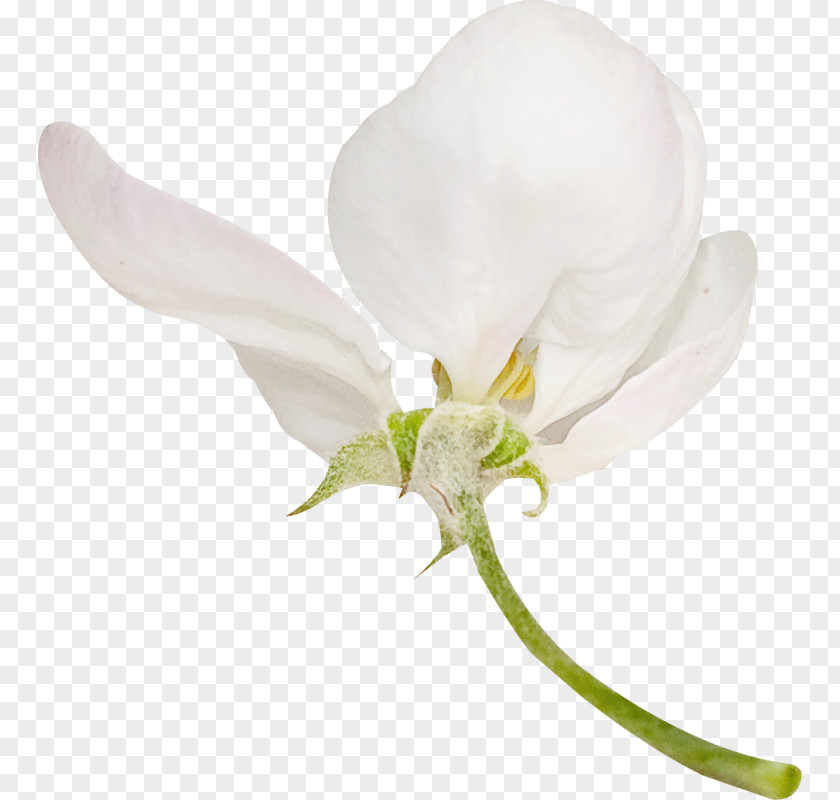 Flower White Petal Clip Art PNG