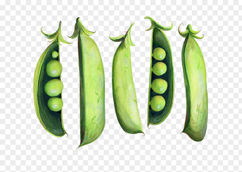 Green Beans Angle Snap Pea Watercolor Painting Illustration PNG