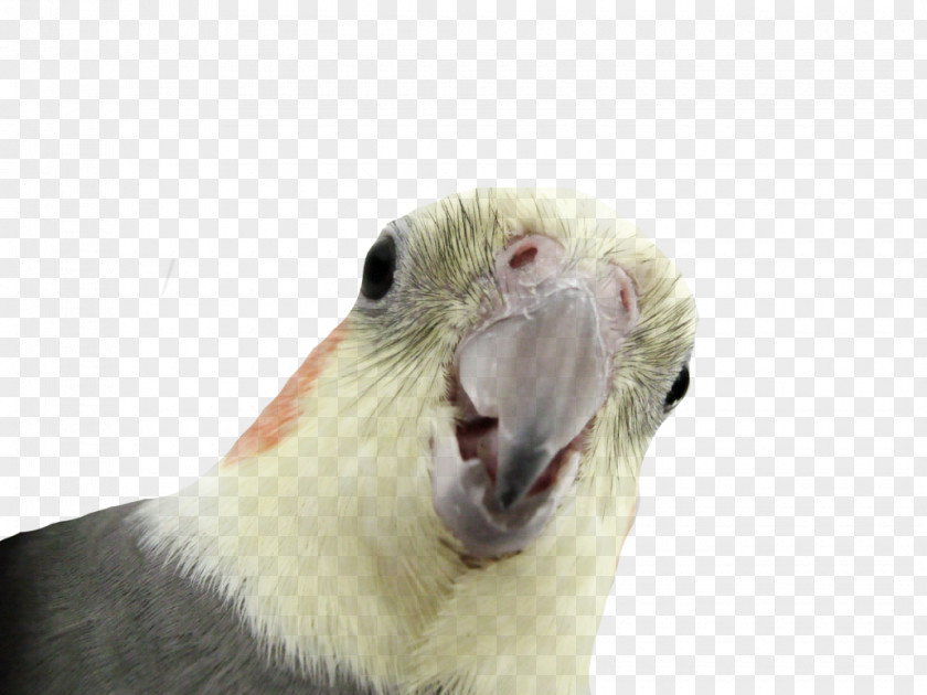 Macaw Parrot Cockatiel Cacatua Nimfa PNG