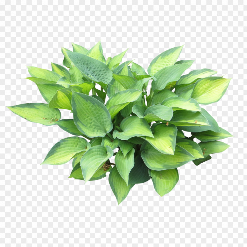 Bushes Embryophyta Plantain Lilies PNG
