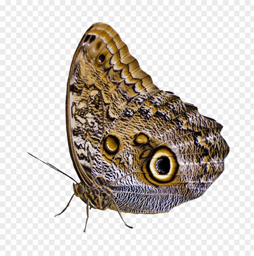 Butterfly Moth PNG