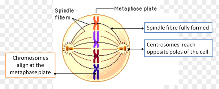 Cell Cycle Interphase Spindle Apparatus DNA PNG