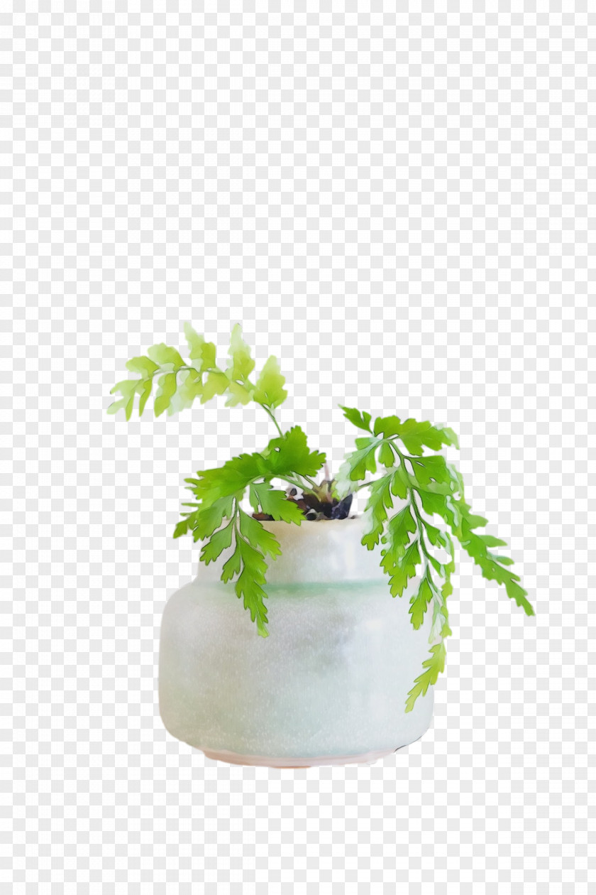 Flowerpot Houseplant Herb M-tree Tree PNG