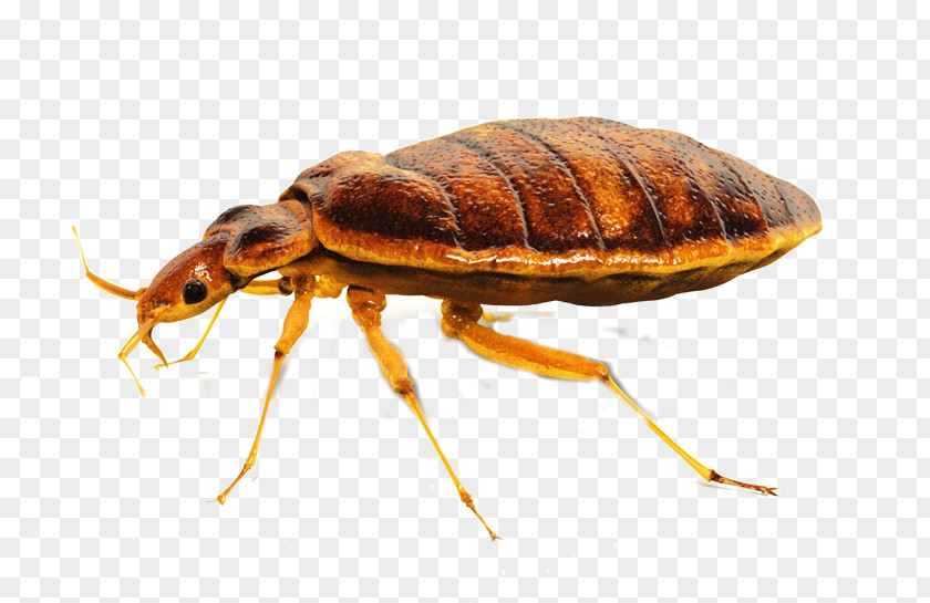 Integrated Pest Control The Bed-bug Bed Bug Techniques Bite PNG