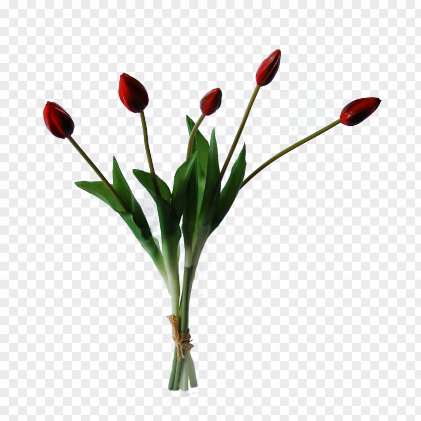 Lily Family Coquelicot Flowers Background PNG