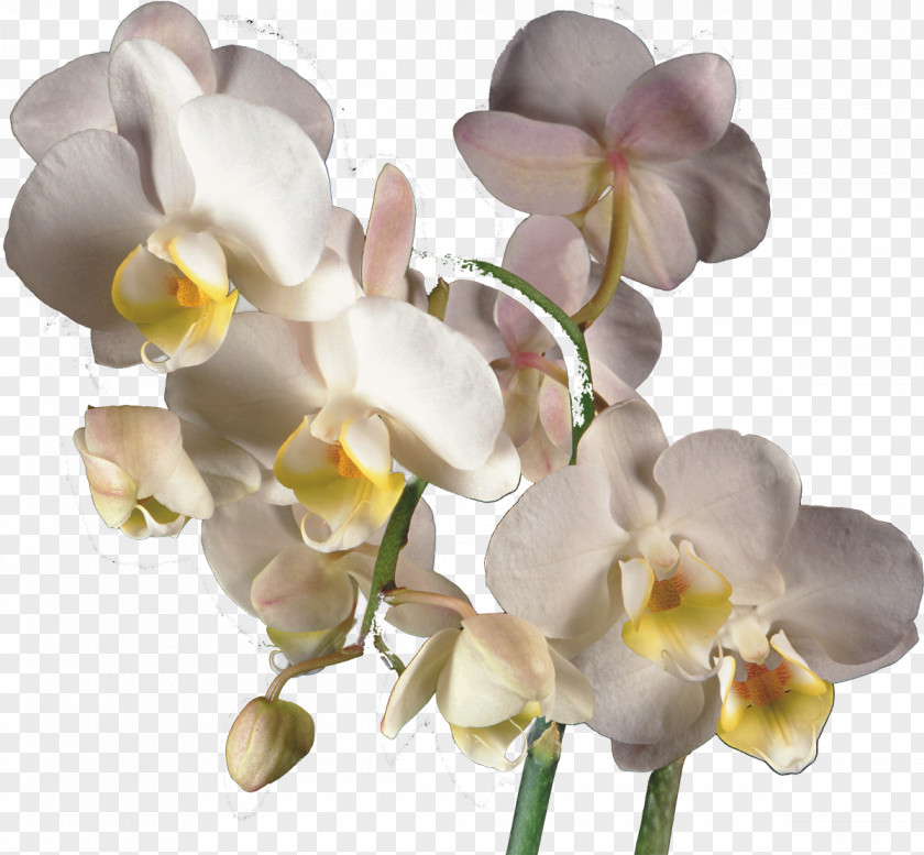 Orchid Moth Orchids Clip Art PNG