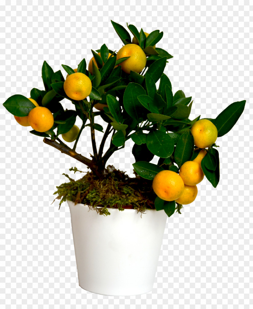 Tree Citrus Fruit Seedling PNG