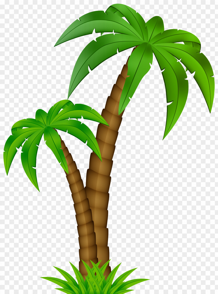 Coconut Palm Trees Clip Art Vector Graphics Image PNG