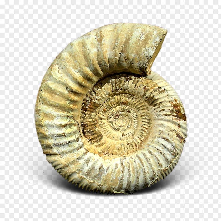 Fossil Ammonites Ammolite Gemstone Nautilida PNG